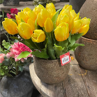 Gele tulpen zijde